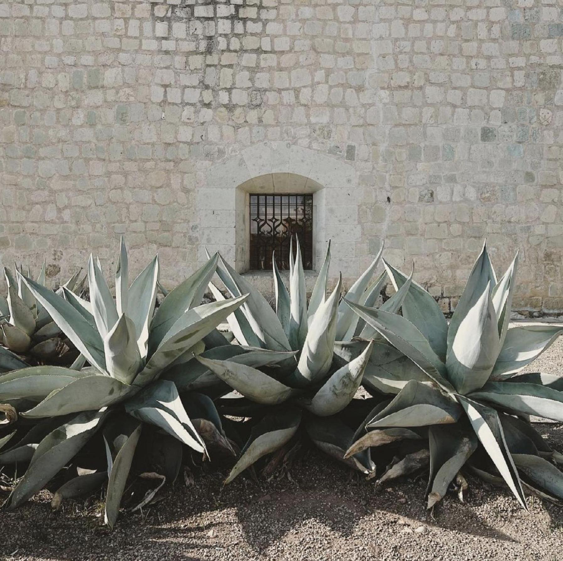Casa Bonita Hotel & Cocina Oaxaca Zewnętrze zdjęcie